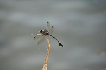 close up of a dragonfly