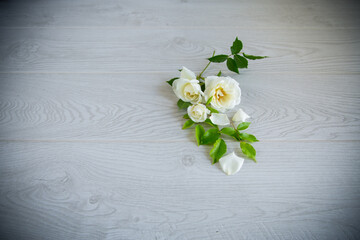 beautiful white summer roses, on a wooden table