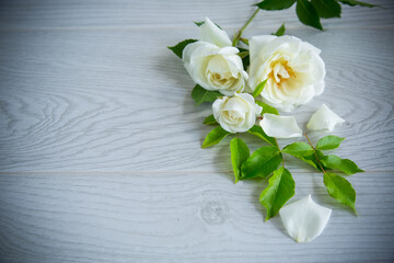 beautiful white summer roses, on a wooden table