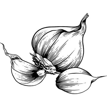 Hand drawn Garlic