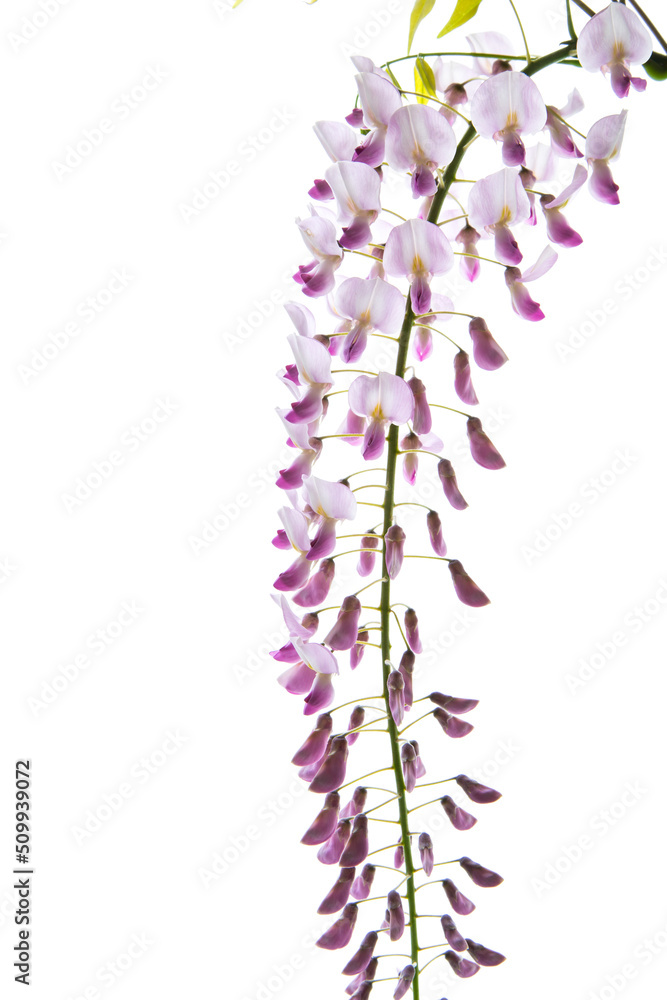 Sticker branch of beautiful spring blooming wisteria, isolated on white