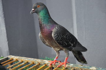 pigeon standing on a wooden cage