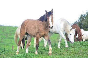 Obraz premium two horses on a meadow
