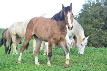 two horses on a meadow