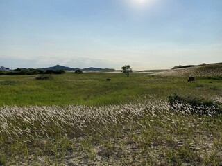 Sinduri Coastal Sand Dunes in Korea