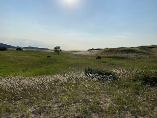 Sinduri Coastal Sand Dunes in Korea