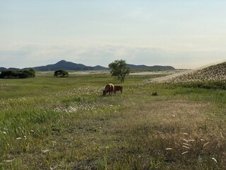Sinduri Coastal Sand Dunes in Korea