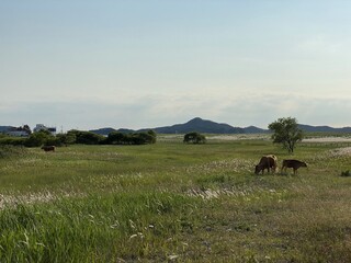 Sinduri Coastal Sand Dunes in Korea
