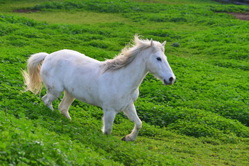 Obraz na płótnie Canvas white horse in the meadow