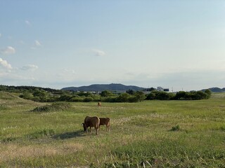 Sinduri Coastal Sand Dunes in Korea