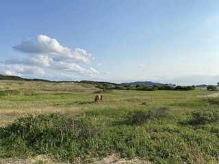 Sinduri Coastal Sand Dunes in Korea