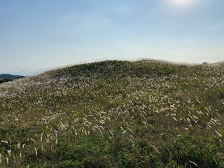 Sinduri Coastal Sand Dunes in Korea