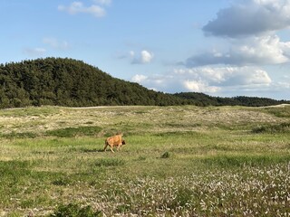 Sinduri Coastal Sand Dunes in Korea