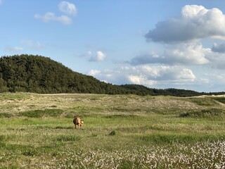Sinduri Coastal Sand Dunes in Korea