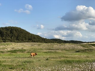 Sinduri Coastal Sand Dunes in Korea