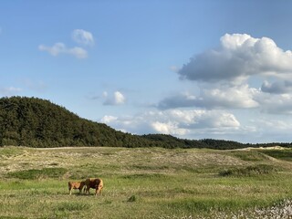 Sinduri Coastal Sand Dunes in Korea