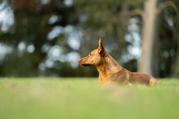 kelpie dog in the australian bush in a park