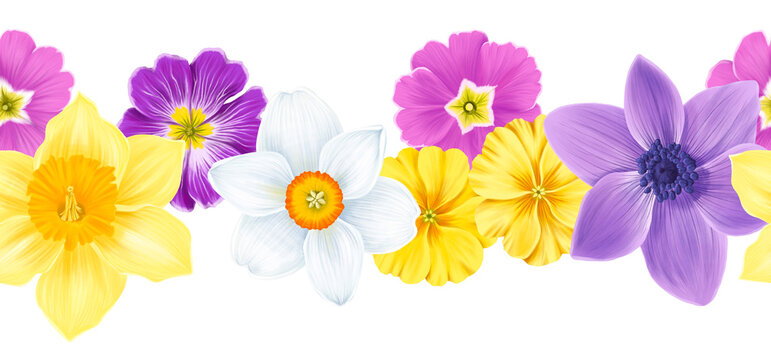 seamless border with drawing spring flowers of primrose, anemone and narcissus at white background , hand drawn botanical illustration