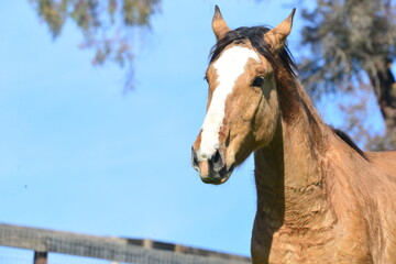 portrait of a horse