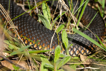 tiger snake in the australian bush warming up in the sun in tasmania 