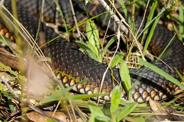 tiger snake in the australian bush warming up in the sun in tasmania 