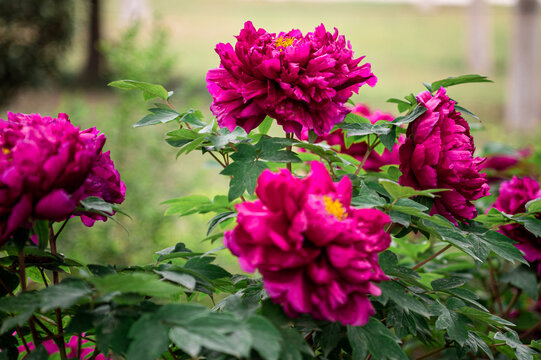 Bright pink peony flowers blossoming during the spring Peony Flowers Festival in Luoyang, Henan, China, horizontal background image, copy space for text, focus on the top flower