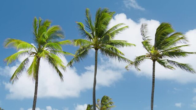 Relax under green palm trees on motion background with scenic white clouds in blue sky. Travel to paradise island of Hawaii. Kauai beaches with idyllic tropical palms, copy space slow motion RED shot