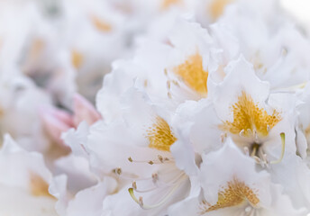 Fototapeta na wymiar Blooming beautiful white flower of Rhododendron in spring garden. Floral background
