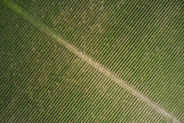 Diagonal road between vineyards view from above. A vineyard plantation is divided by a road top...