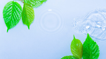 水面に浮かぶ葉と波紋
