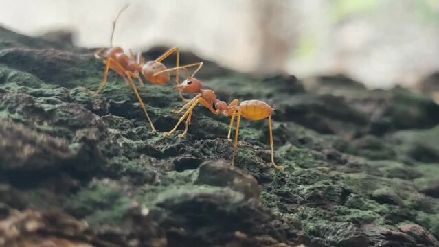 4k swarms of red ants walking together foraging for food, harmony, communication, suitable for work processes, cooperation  transportation
