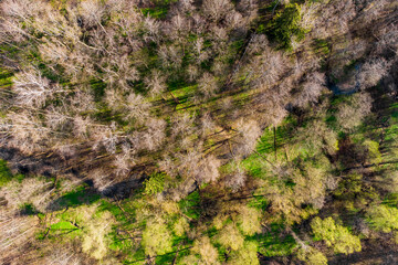 A green ravine in a spring forest with a flowing stream, aerial view.