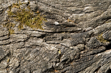 Old cracked bark of a tree with moss close