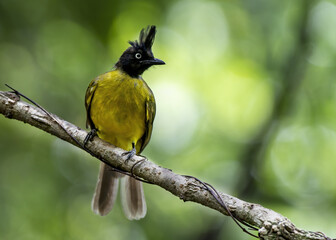 The Black-crested bulbul perching on tree branch , Thailand