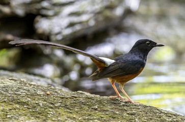 The White-rumped shama or Copsychus malabaricus perching on the rock in the forest , Thailand