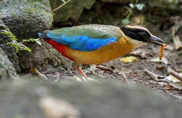 The blue-winged pitta with prey in the forest , Thailand