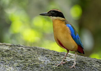 The blue-winged pitta perching on the rock with green bokeh background , Thailand