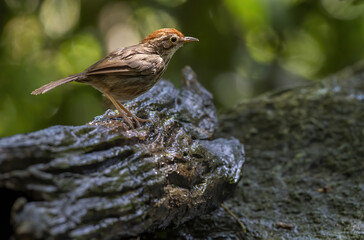 The Puff-throated babbler or spotted babbler perching on log , Thailand