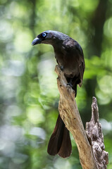 The Racket-tailed treepie perching on tree branch in the forest , Thailand