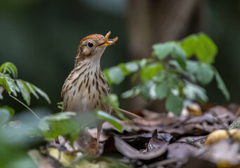 The Puff-throated babbler or spotted babbler with prey , Thailand