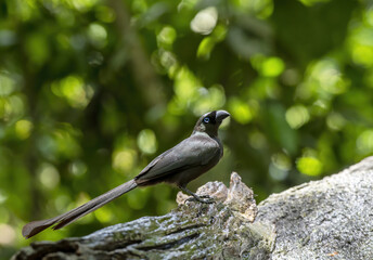 The Racket-tailed treepie perching on log in the forest , Thailand