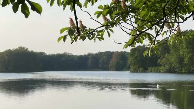 Peaceful lake in spring Cologne, Germany Decksteiner Weiher