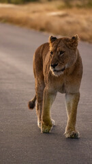 a big lioness on the road