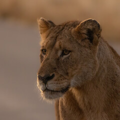 a big lioness on the road - obrazy, fototapety, plakaty