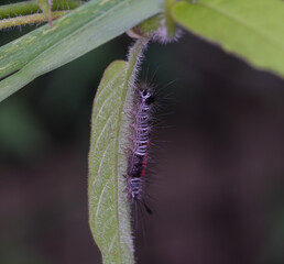 Worm on leaves in the garden with flash lighting ,macro