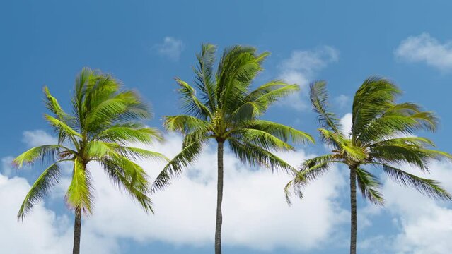 RED camera dolly shot with blue sky and scenic clouds on motion background. Paradise Hawaii nature. Tropical island footage with three perfect cinematic green palm trees on sunny summer vacation day