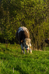 Krowa  © wedrownik52