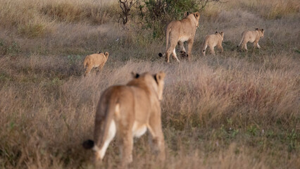 Naklejka na ściany i meble Lionesses with cubs on the move
