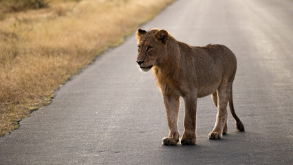 young male lion on the road early morning - obrazy, fototapety, plakaty