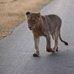 Fototapeta na wymiar young male lion on the road early morning